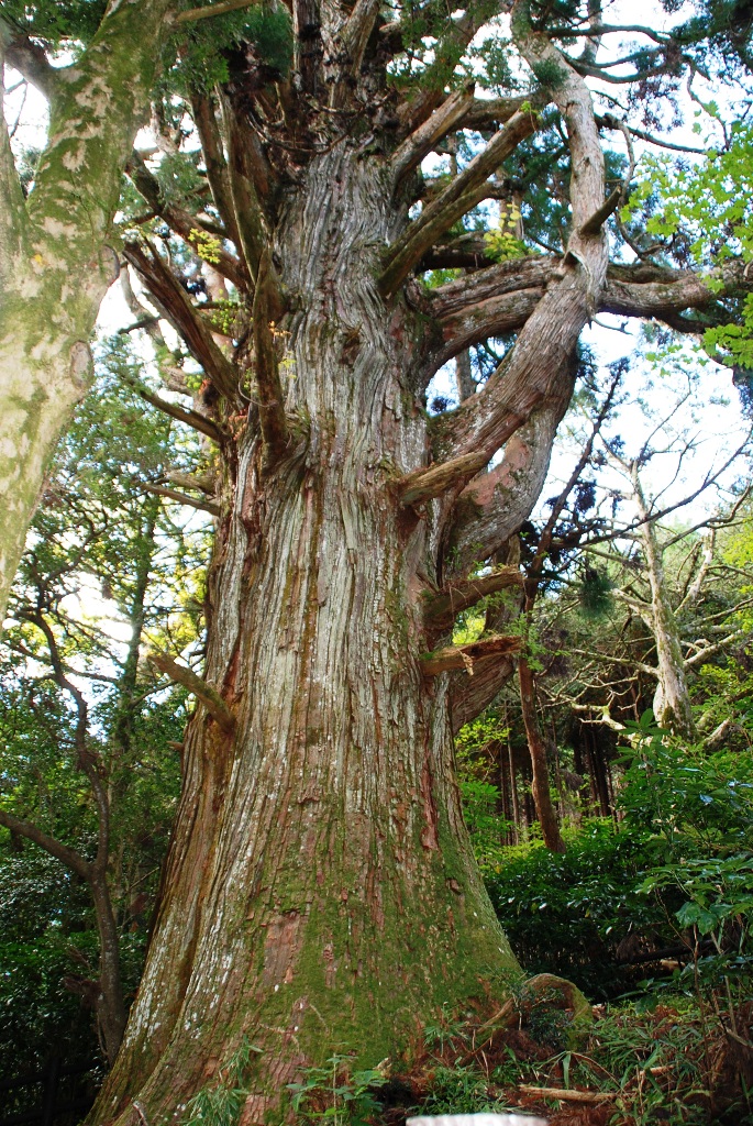 Hokosugi (A Japanese cedar in the shape of Hoko-Pike)の画像0