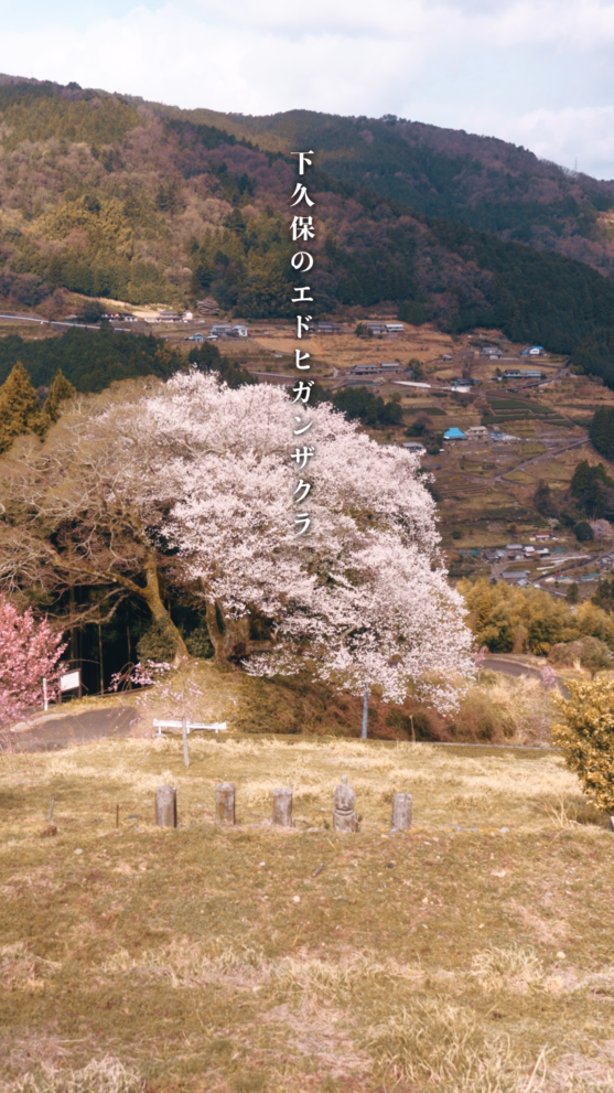 下久保のエドヒガンザクラ | 大歩危祖谷ナビ＜三好市公式観光サイト＞