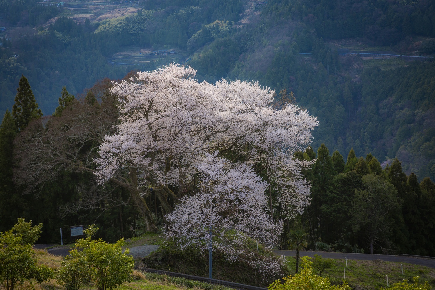 下久保的江戶彼岸櫻花樹の画像2
