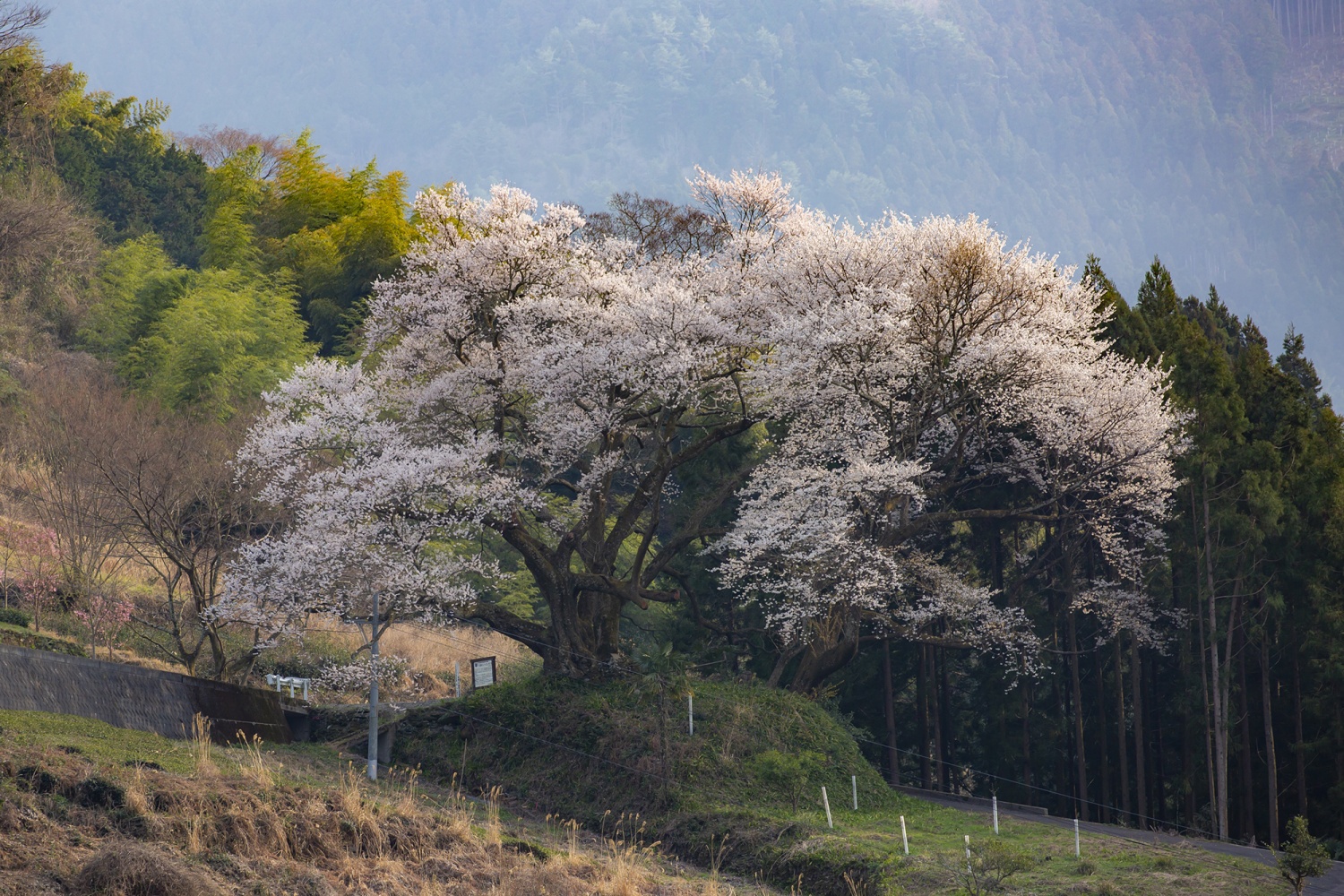 下久保的江戶彼岸櫻花樹の画像1