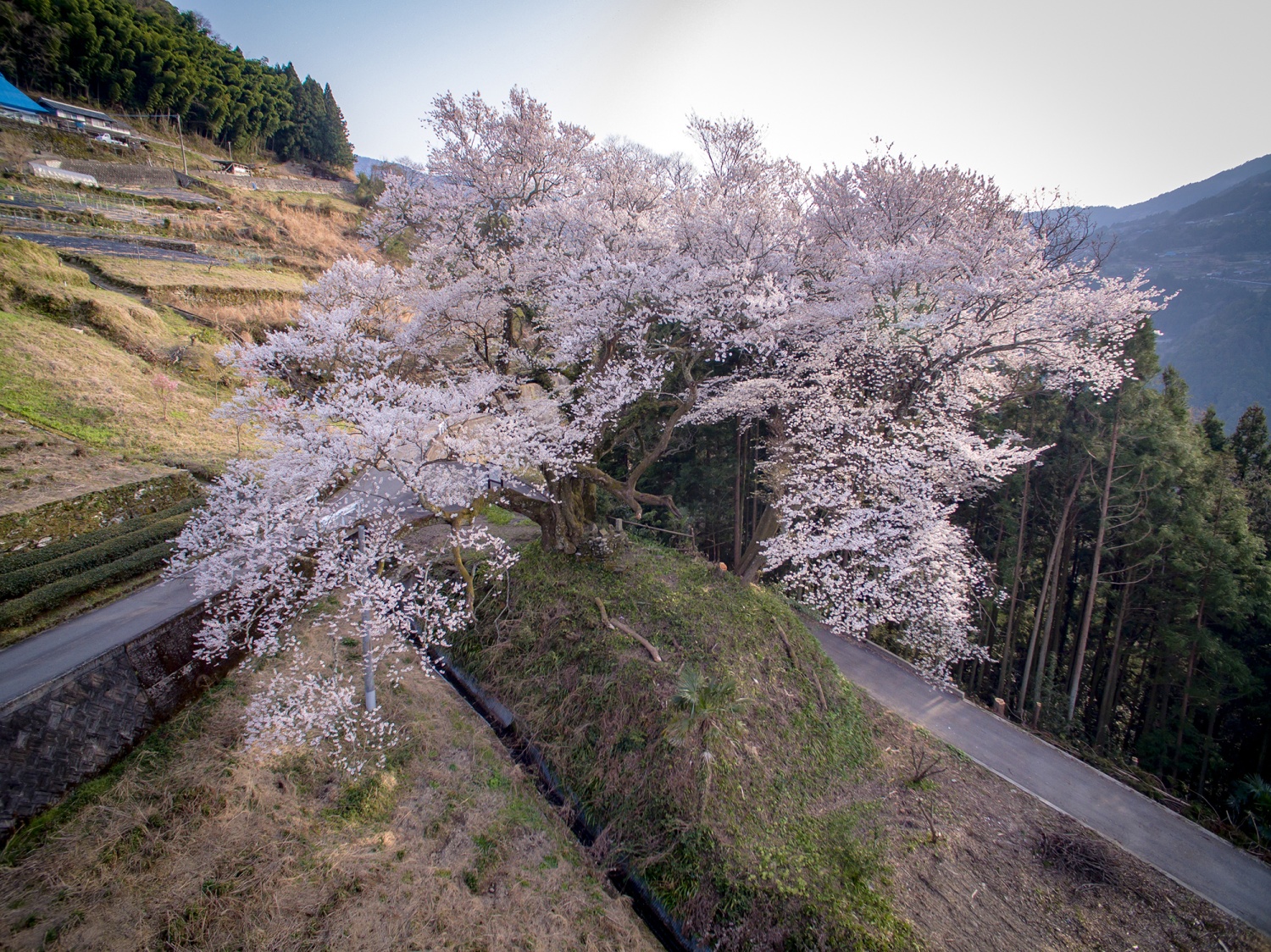 下久保的江戶彼岸櫻花樹の画像3