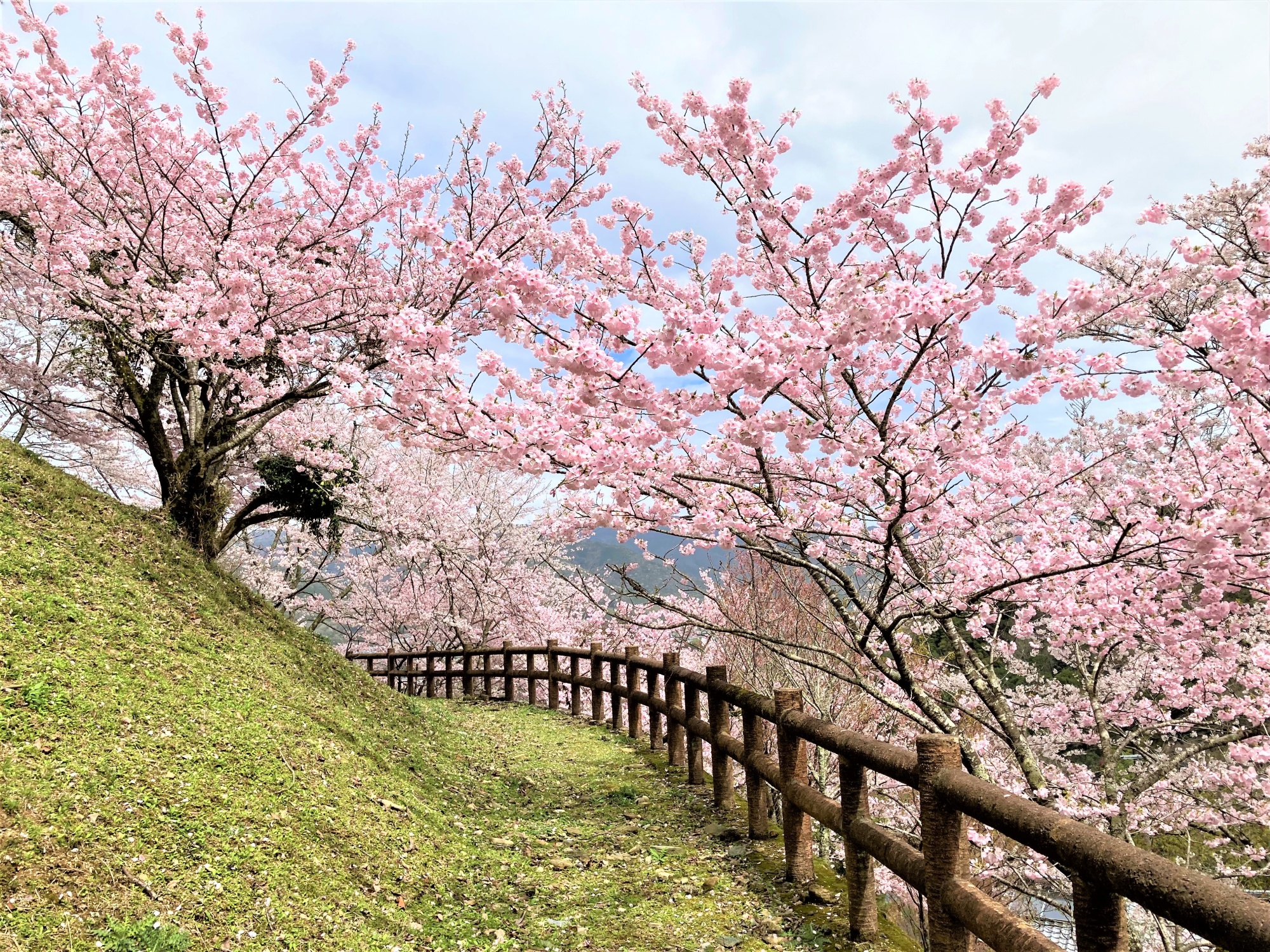 農村 金竜山農村公園 | 大歩危祖谷ナビ＜三好市公式観光サイト＞