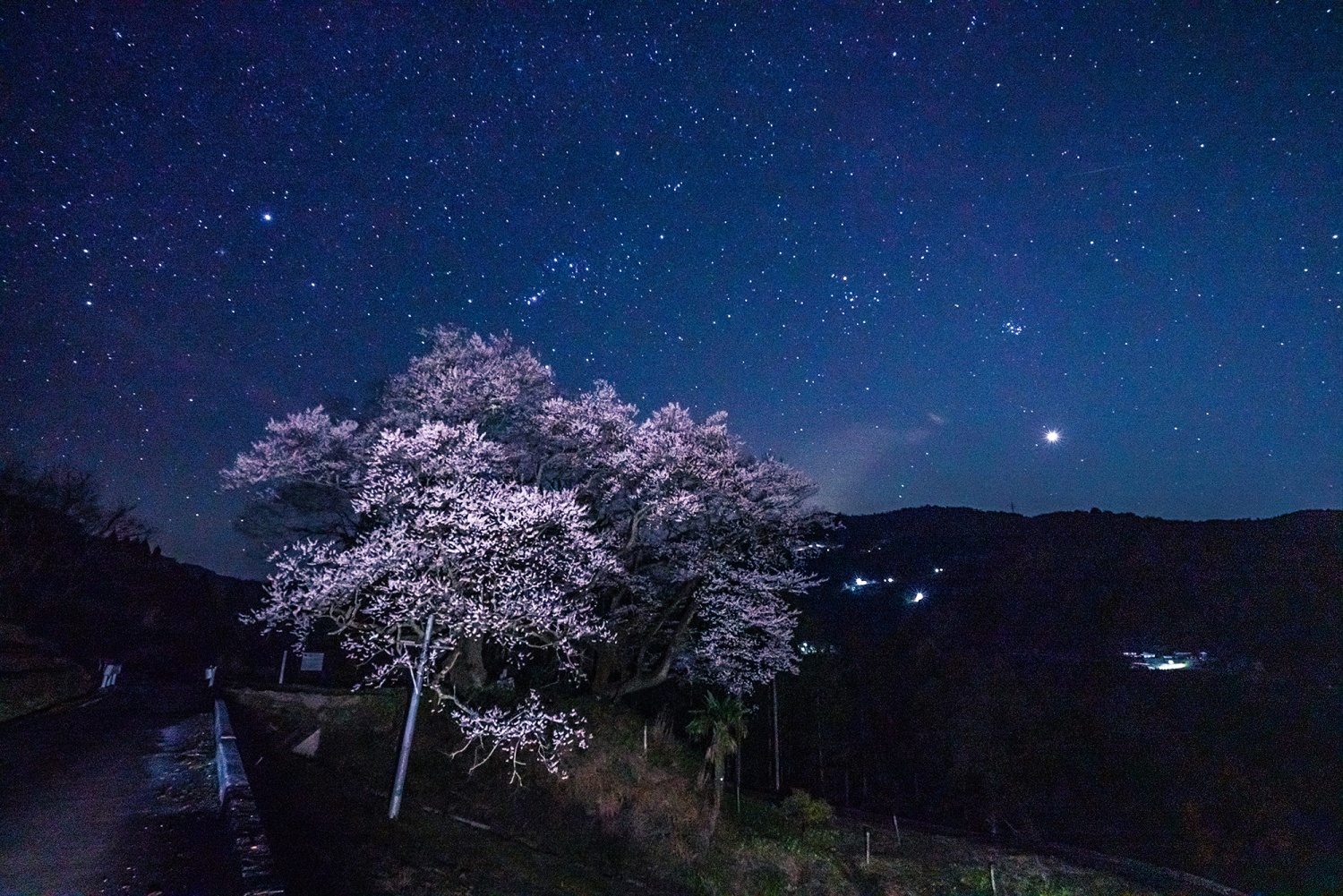 下久保的江戶彼岸櫻花樹の画像5