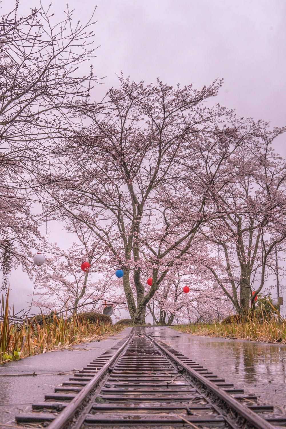 桜ヶ丘公園の画像3