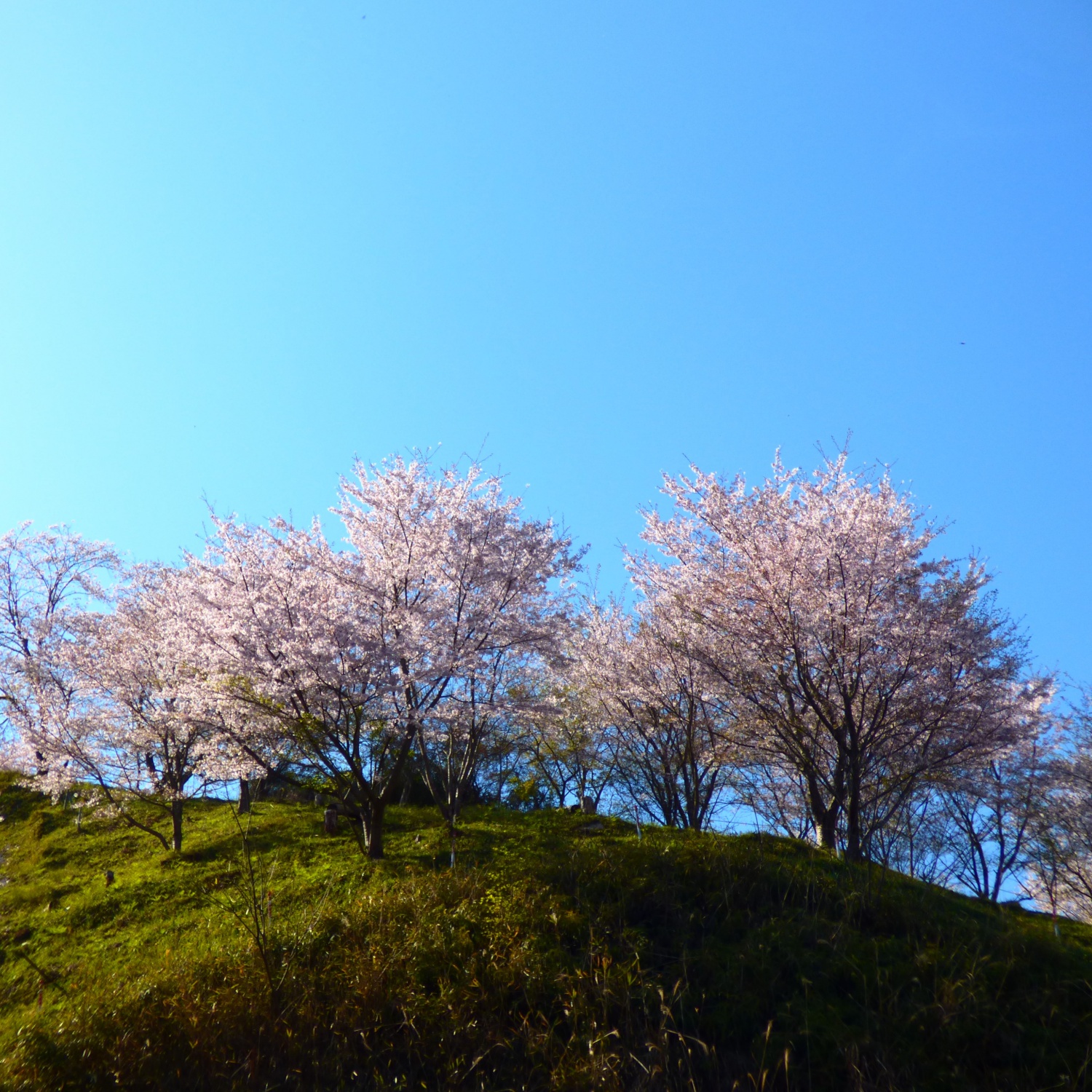 桜ヶ丘公園の画像0