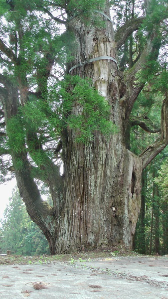 Ohsugi of Ohmiya (A big Japanese Cedar of Ohmiya)の画像1