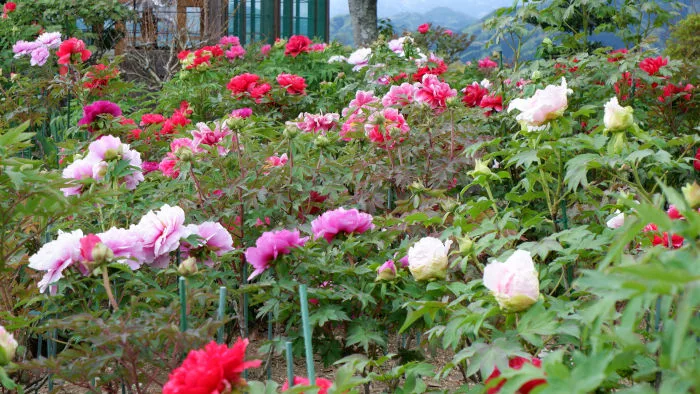 密厳寺の牡丹 | 大歩危祖谷ナビ＜三好市公式観光サイト＞