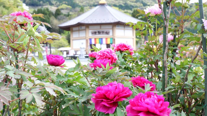 密厳寺の牡丹 | 大歩危祖谷ナビ＜三好市公式観光サイト＞