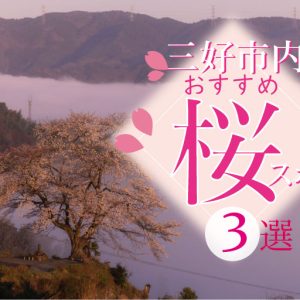 三好市内のおすすめ桜スポット３選！