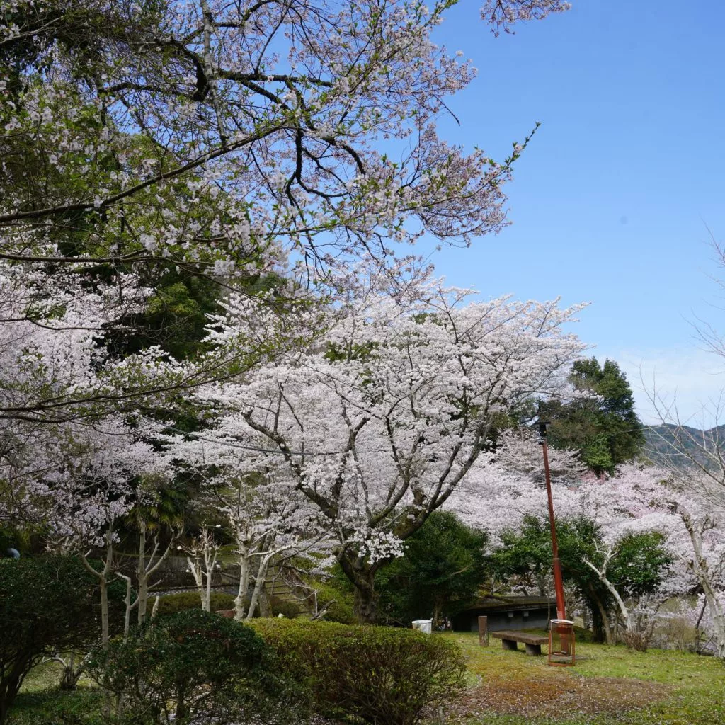 花だより】3月27日 桜開花状況 | 大歩危祖谷ナビ＜三好市公式観光サイト＞