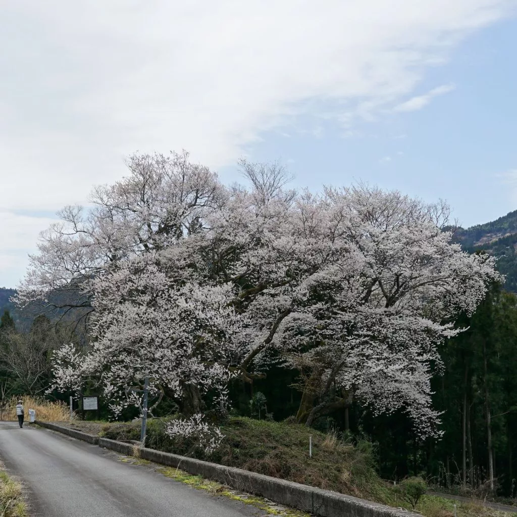 花だより】3月27日 桜開花状況 | 大歩危祖谷ナビ＜三好市公式観光サイト＞