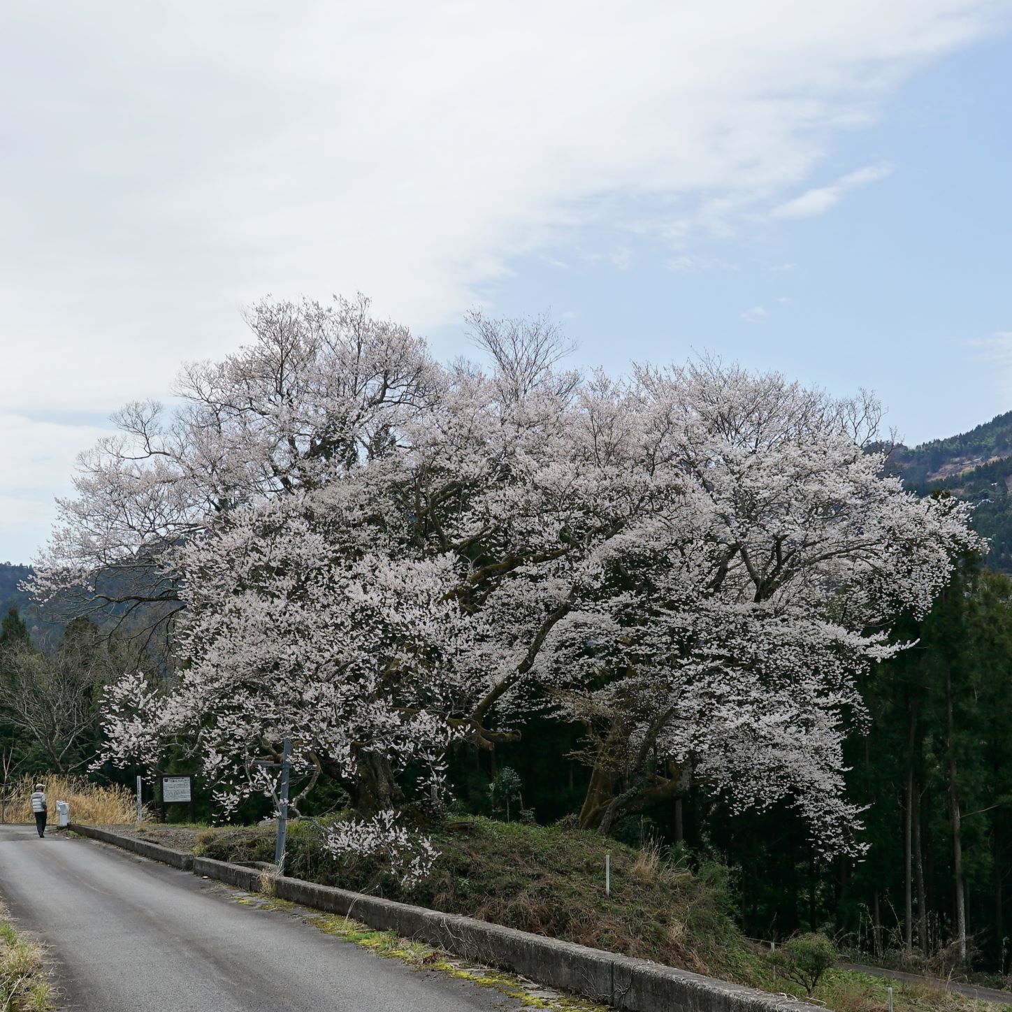 花だより】3月27日 桜開花状況 | 大歩危祖谷ナビ＜三好市公式観光サイト＞