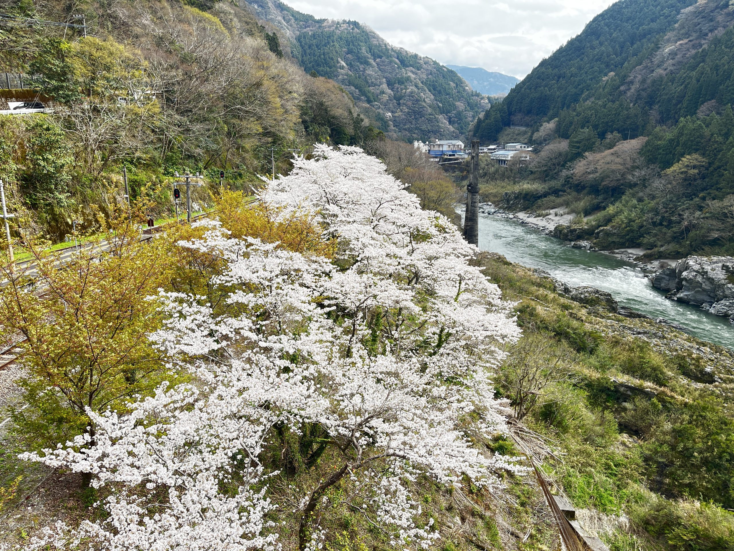 四国のへそ』と呼ばれる秘境の町「徳島県三好市」で桜が見頃を迎えまし
