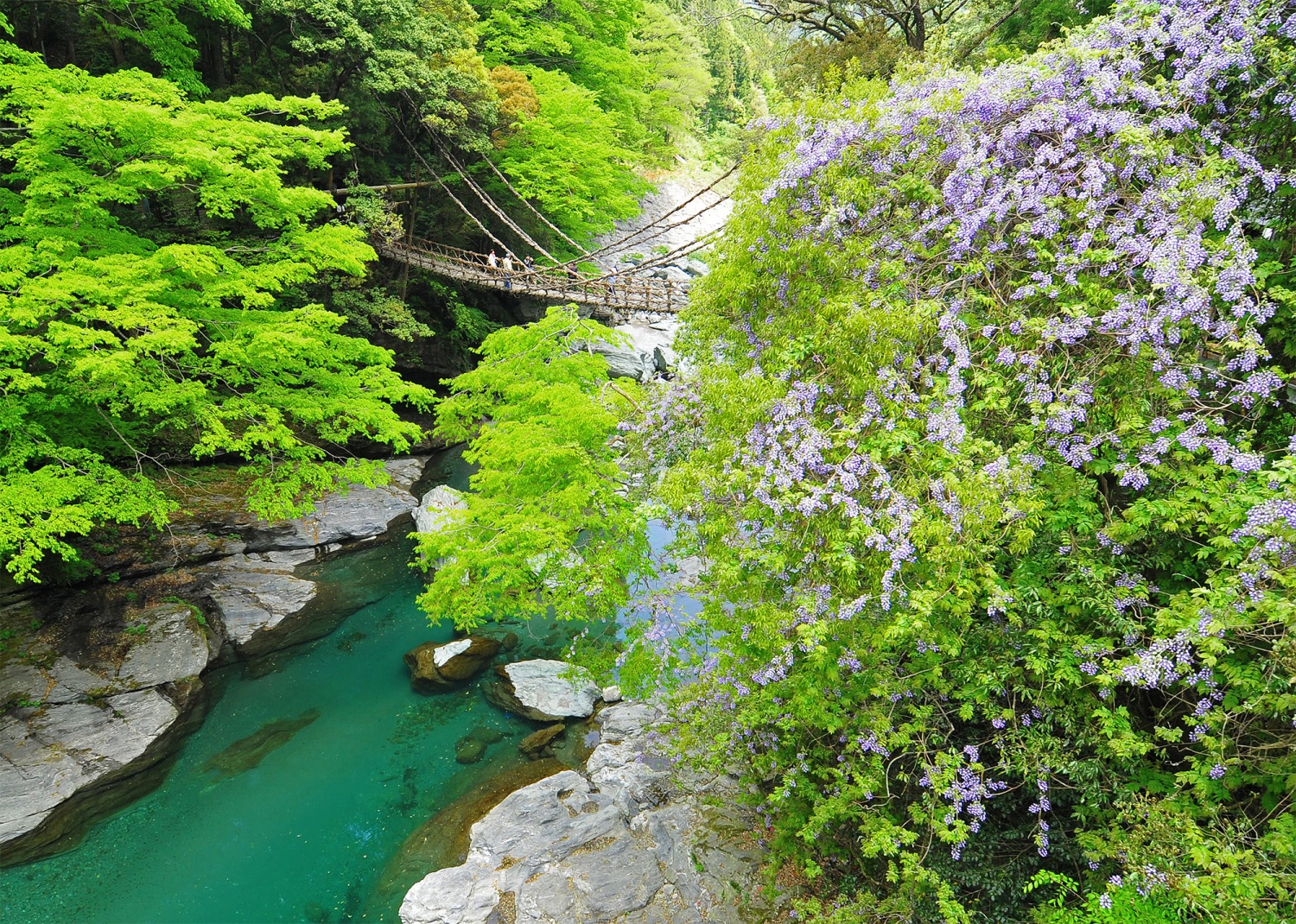 Iya-no-Kazurabashi (Suspension Bridge Made with Vines)の画像5