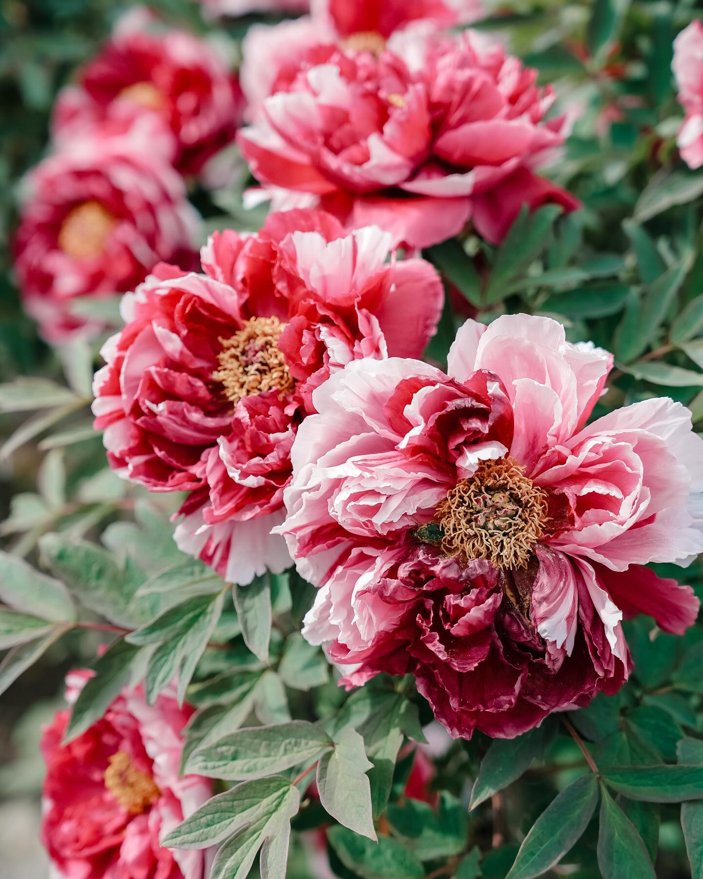 437759154_18251769802216353_38