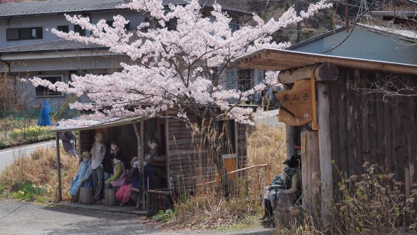 かかしの里の桜が満開です♪ | 大歩危祖谷ナビ＜三好市公式観光サイト＞