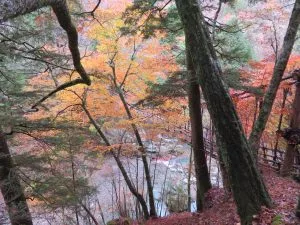 紅葉情報2024年11月17日】奥祖谷二重かずら橋・かかしの里・龍宮