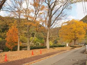 紅葉情報2024年11月30日】三野農村ふれあい公園、龍頭の滝・金剛の滝