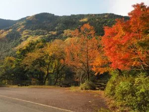 紅葉情報2024年12月1日】祖谷渓、大歩危峡、小歩危峡 | 大歩危祖谷ナビ