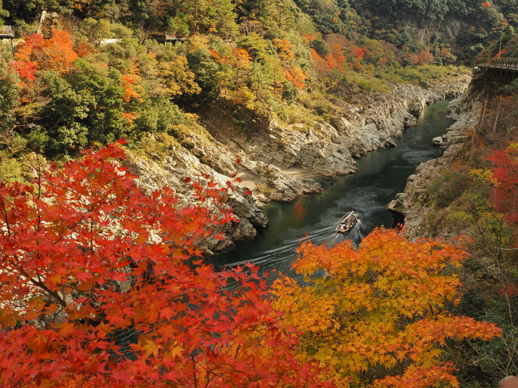 紅葉情報2024年12月1日】祖谷渓、大歩危峡、小歩危峡 | 大歩危祖谷ナビ