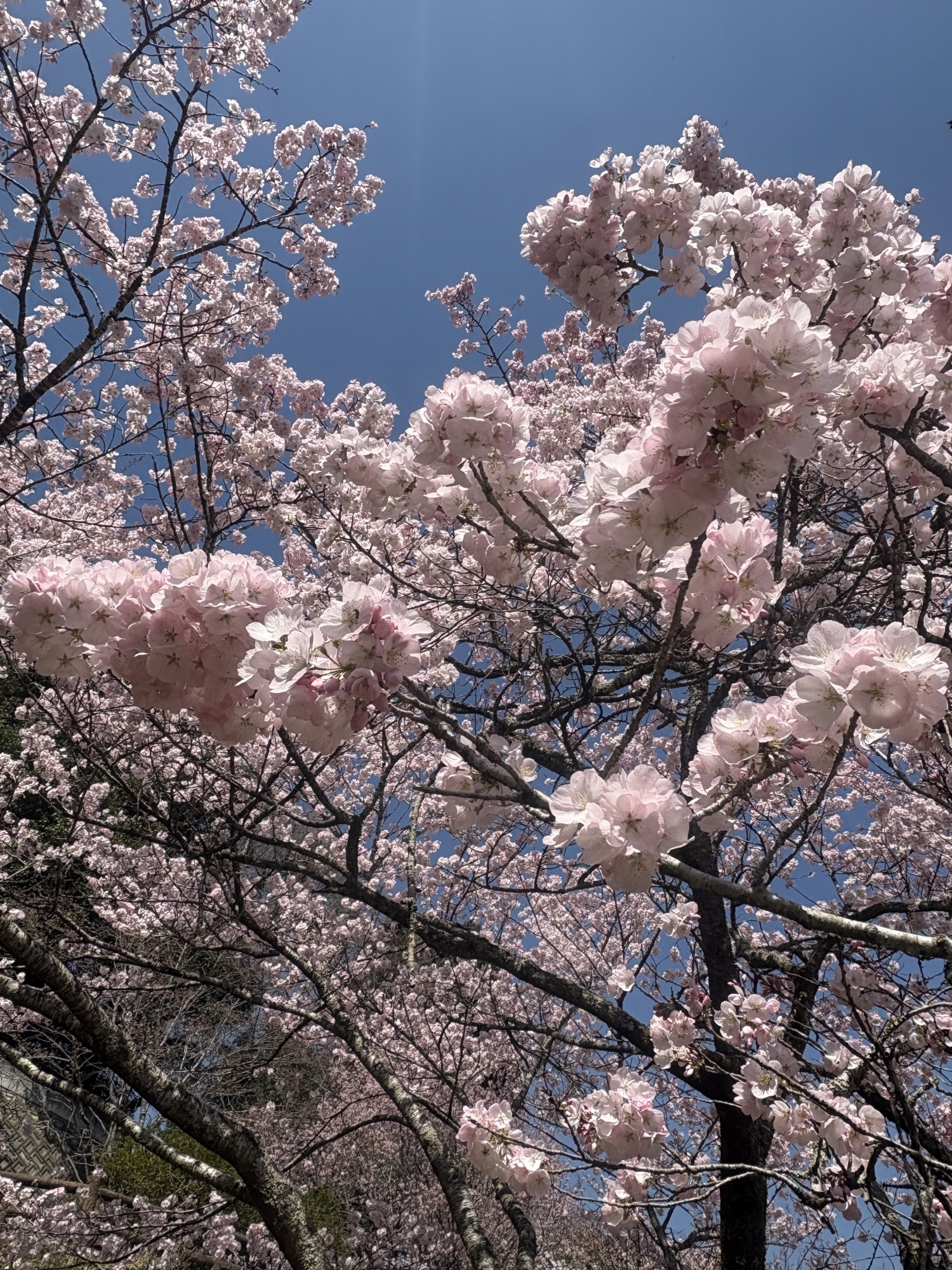 桜情報【2025年3月26日】北部 | 大歩危祖谷ナビ＜三好市公式観光サイト＞