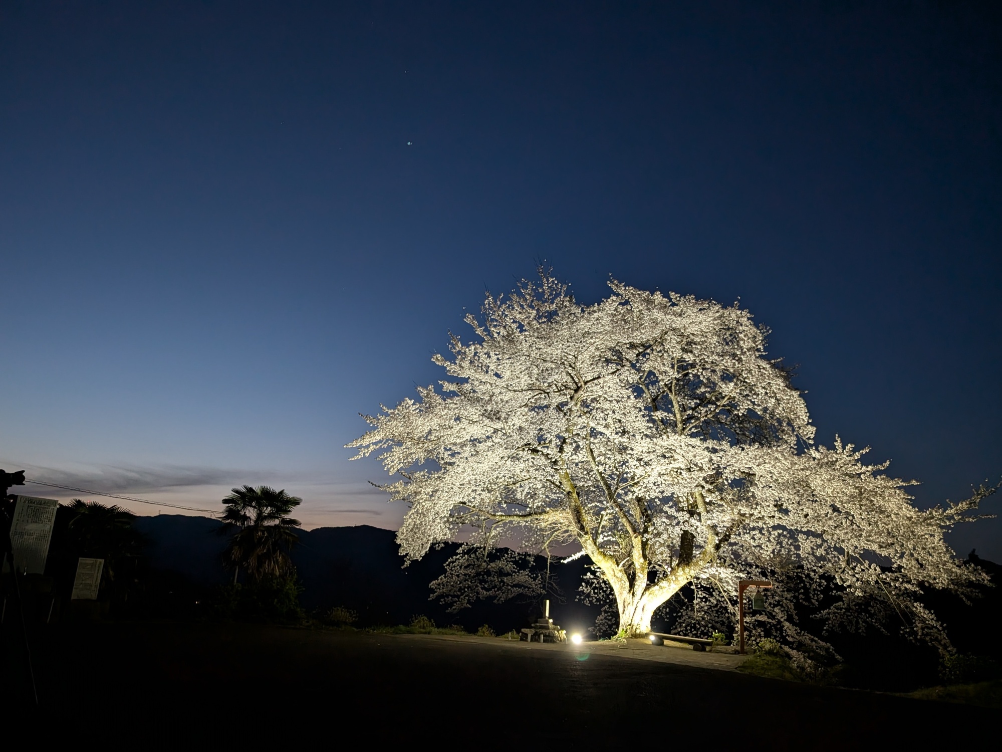 信正の一本桜 | 大歩危祖谷ナビ＜三好市公式観光サイト＞