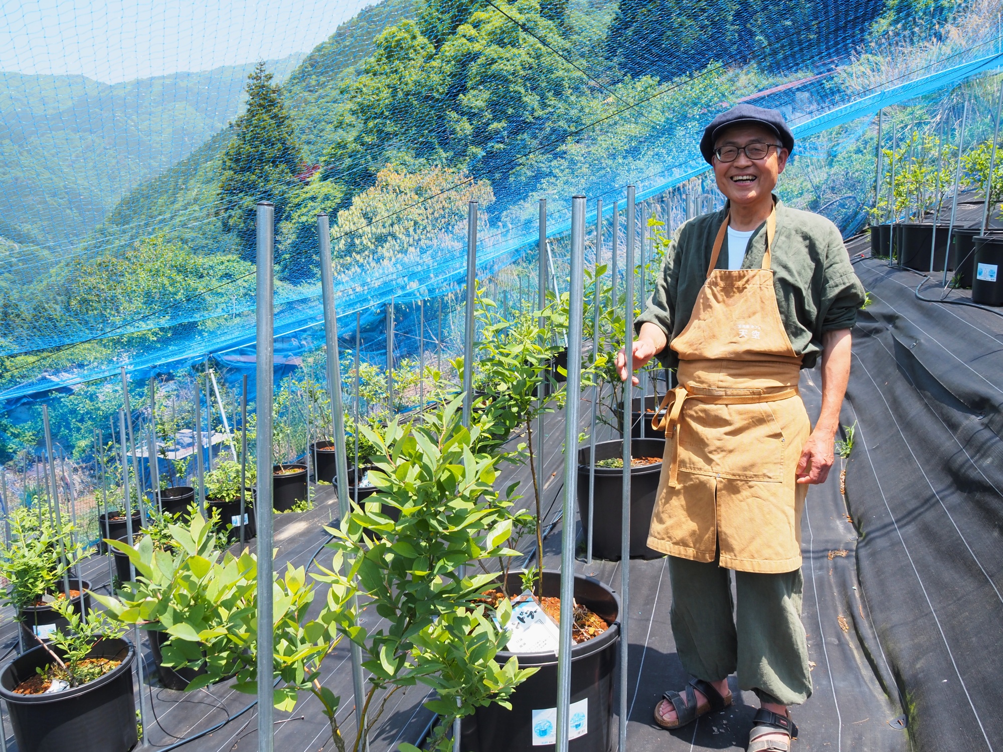 かずら橋ブルーベリー園＆古民家カフェ天空 | 大歩危祖谷ナビ＜三好市
