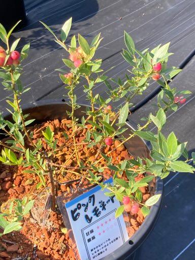 カリン　しばらくお休みします。　0729 ケン on X