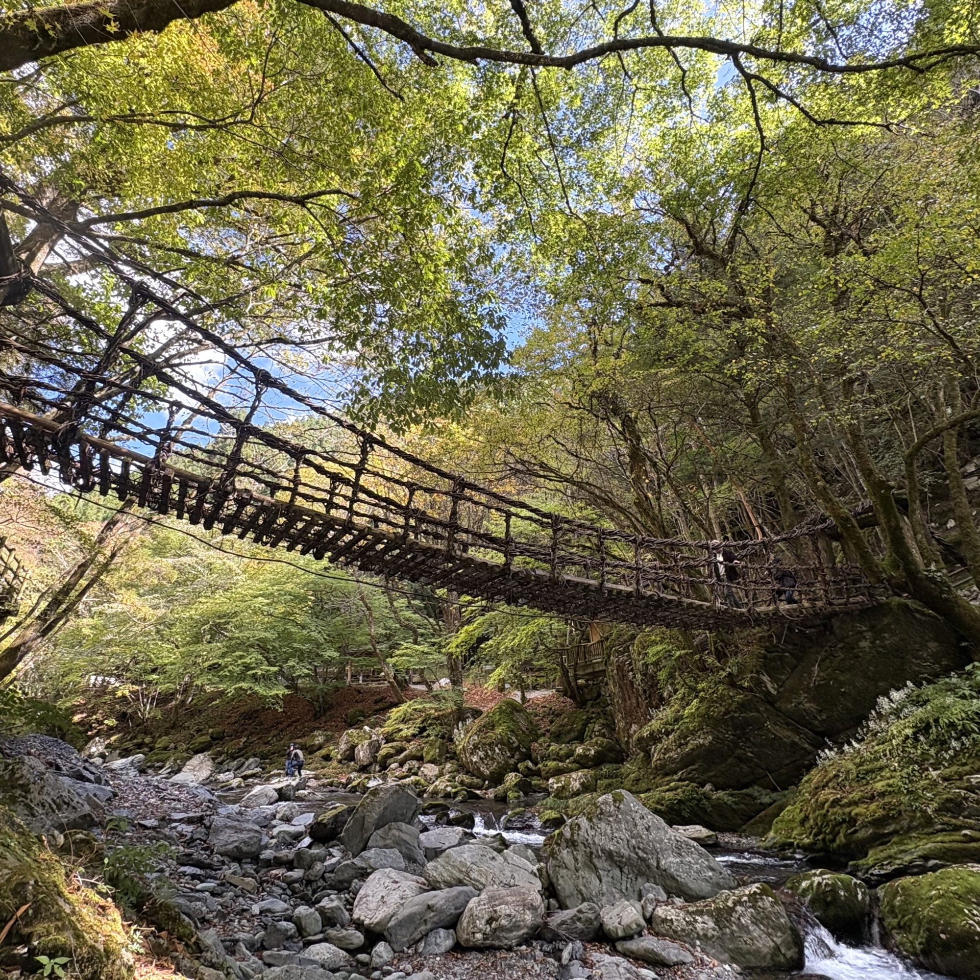 紅葉情報2025年10月28日】奥祖谷二重かずら橋・かかしの里・龍宮崖公園