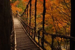 紅葉情報2025年11月10日】奥祖谷二重かずら橋・かかしの里・落合集落