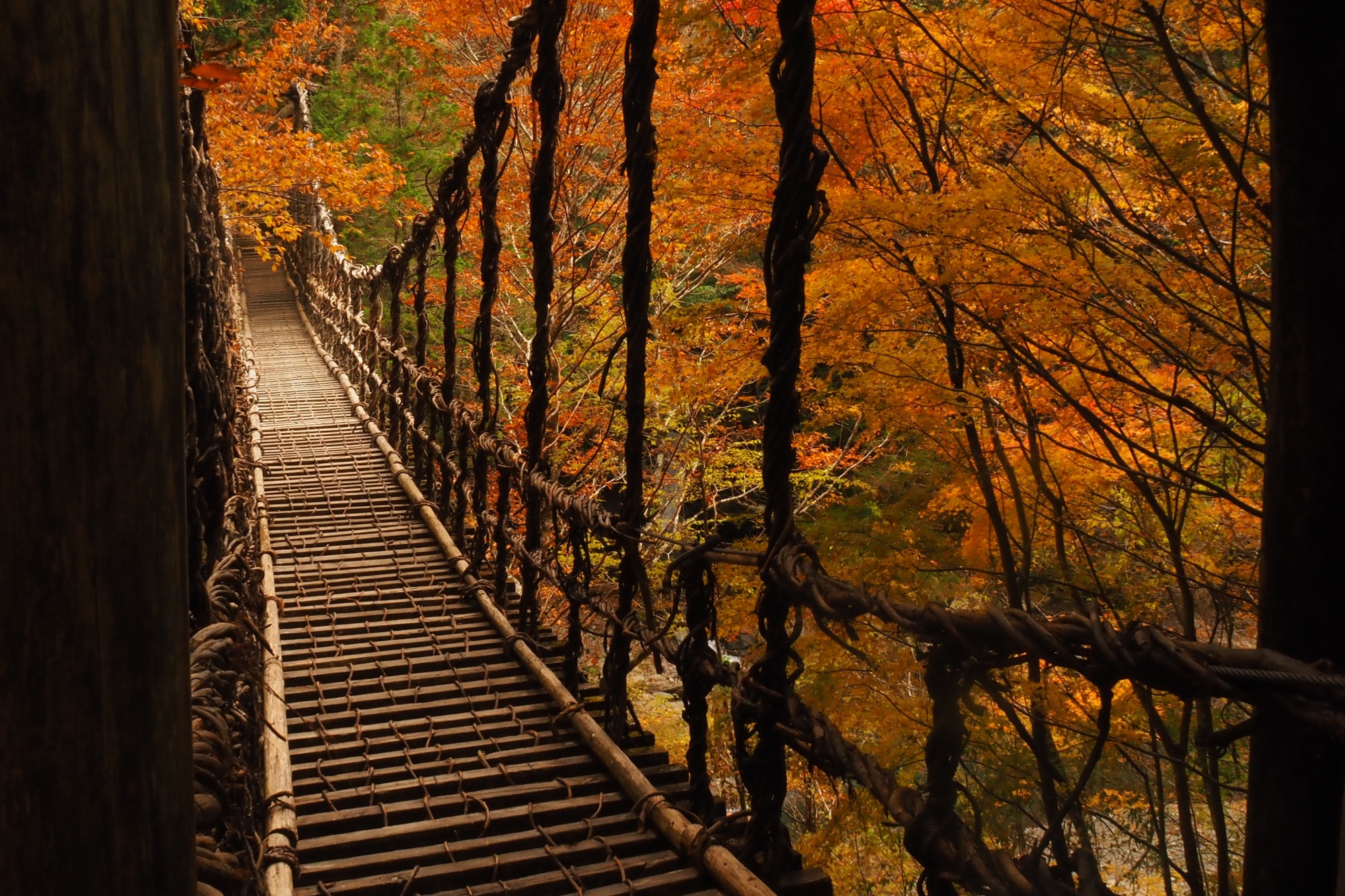 紅葉情報2025年11月10日】奥祖谷二重かずら橋・かかしの里・落合集落