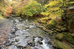 紅葉情報2025年11月6日】奥祖谷二重かずら橋・かかしの里・龍宮崖公園