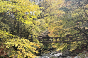 紅葉情報2025年11月6日】奥祖谷二重かずら橋・かかしの里・龍宮崖公園